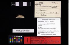NHMW-GEO-2008z0169-0004_Ol_01.tifProtosphaeroma jurense (Bachmayer, 1949)  (NHMW-GEO-2008z0169-0004)